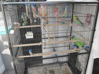 Two budgies available (around 3 yrs old) brother and siter.Cage