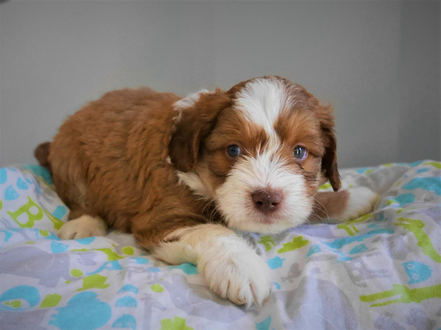 Double Doodle Puppies in Dogs & Puppies for Rehoming in Calgary - Image 2