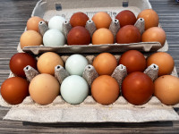 Local farm fresh eggs 