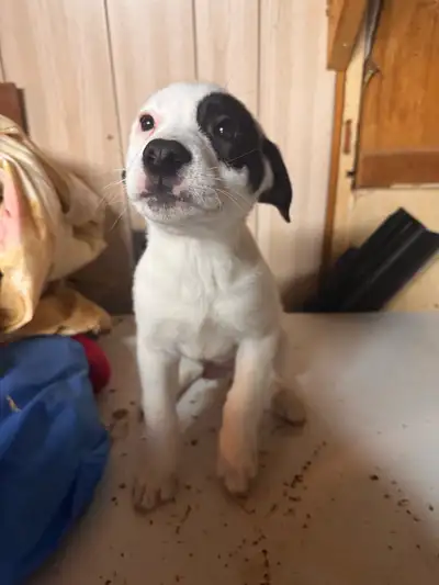 puppies for sale, View more