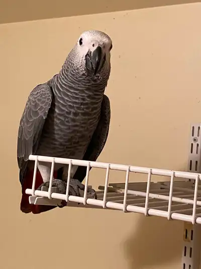 Baby African Grey!, View more