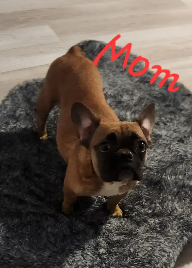 3 puppies and 1 adult purebred French Bulldogs CKC registered in Dogs & Puppies for Rehoming in Laval / North Shore - Image 6