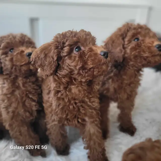 Dark Red miniature poodle puppies ready for rehome in Dogs & Puppies for Rehoming in City of Toronto - Image 5