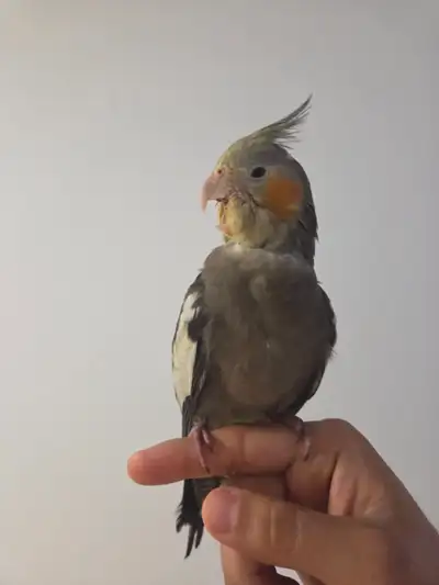 3 month baby cockatiel for sale!, View more
