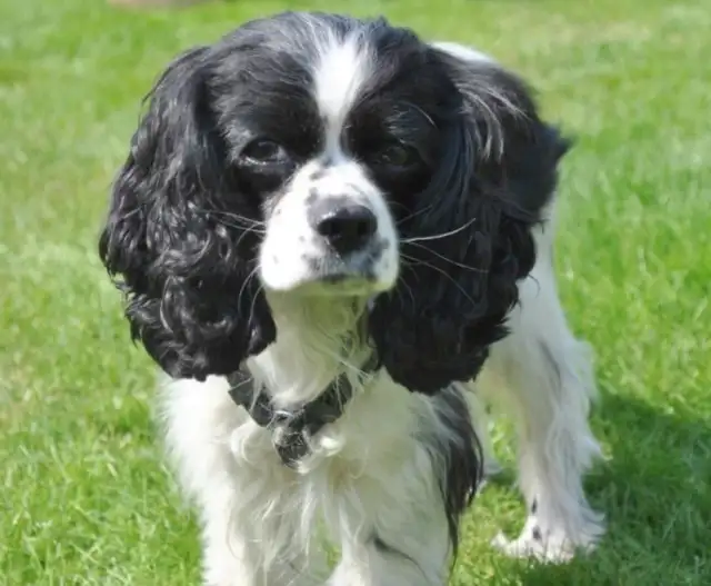 Tiny Rare Black Cavalier! Fully Trained! in Dogs & Puppies for Rehoming in City of Halifax - Image 5