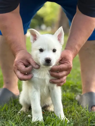 Husky Puppies, View more