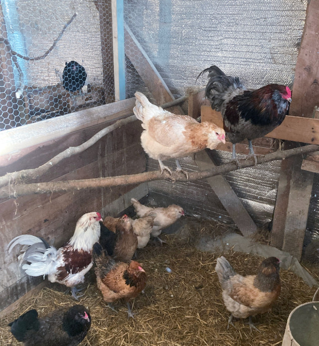 Oeufs fécondés d'Ameraucana dans Animaux de ferme  à Ville de Québec - Image 3