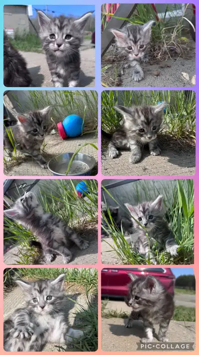 Nous vos présentons les chatons disponible de notre élevage enregistrer TICA! Les chatons partent av...