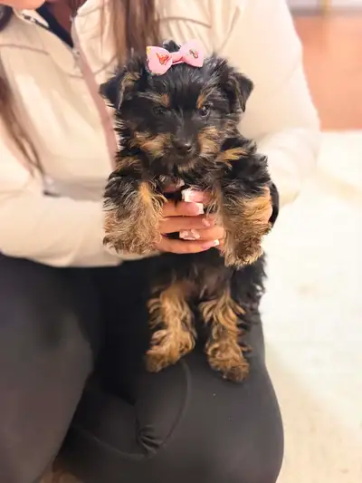 Yorkshire Terrier toy size puppy, View more