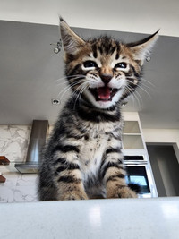 ► Nanaimo's Cutest Maine Coon Bengal Tiger Kittens: Only 1 Left!