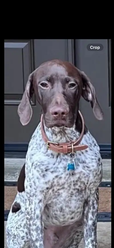 We are happy to announce Stella will be having puppies. ( JUNE 21 ). She is getting really big and w...