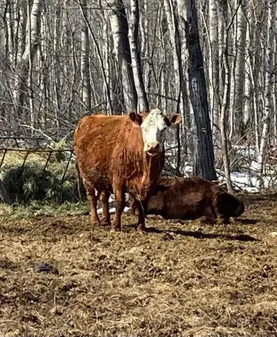 hereford and calf, View more