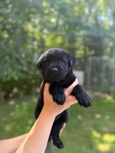 Cane Corso x American Akita Puppies, View more