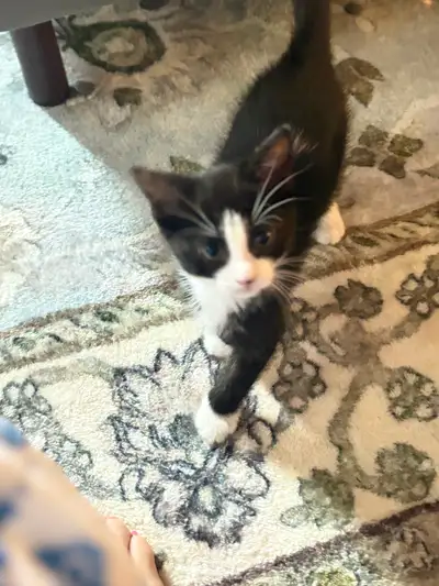 Kitten for sale, View more