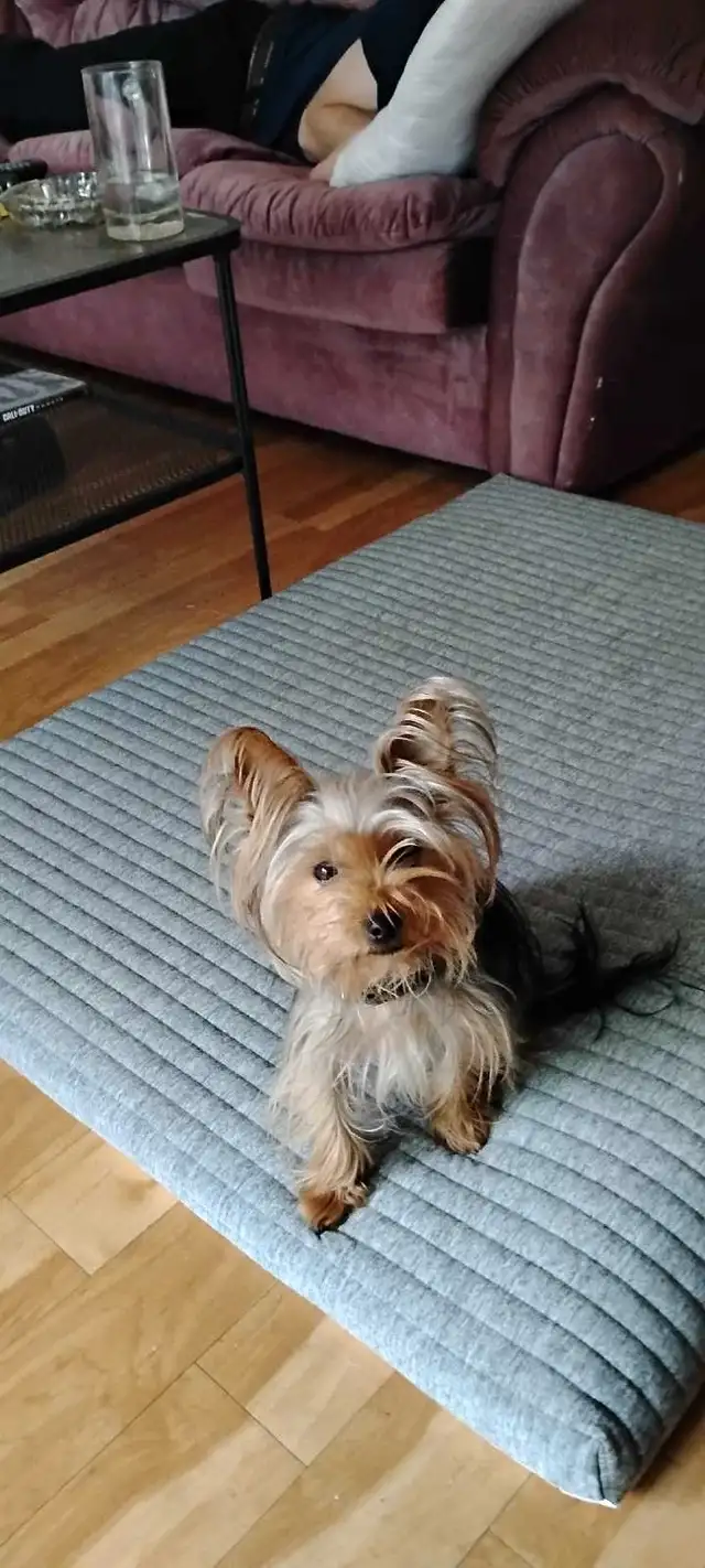 Yorkshire terrier miniatures  (  1 mâle  ) in Dogs & Puppies for Rehoming in Gatineau - Image 7
