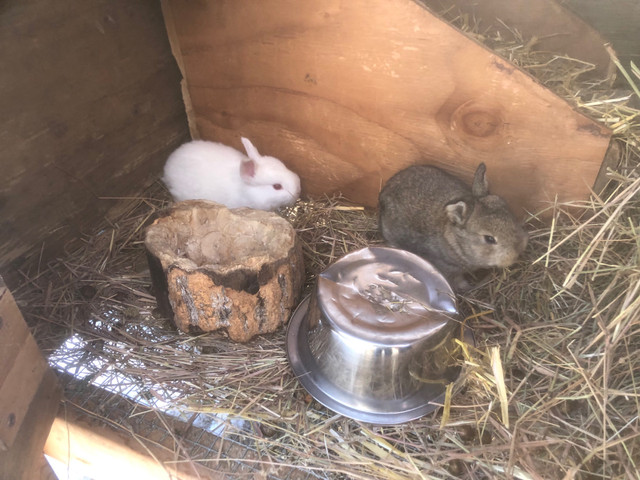 Rabbits for sale in Other Pets for Rehoming in Grande Prairie