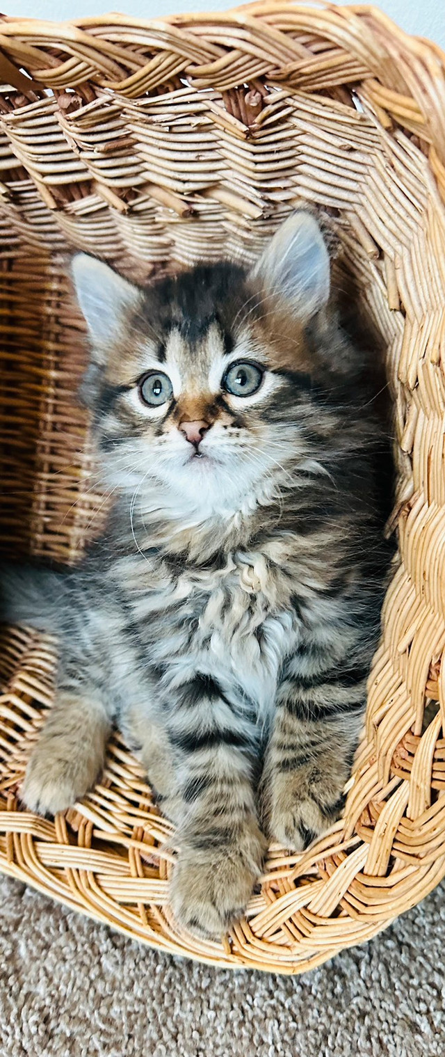 TICA Registered Purebred Siberian Female Kitten Cats & Kittens for
