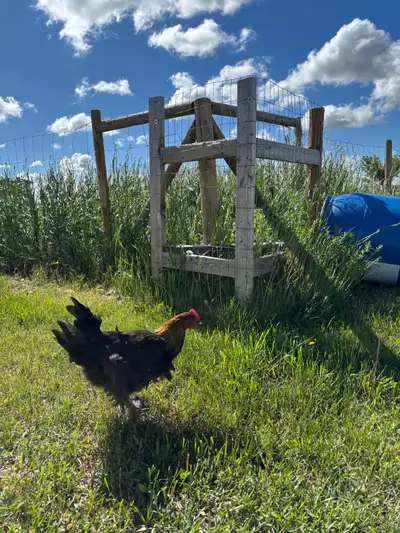 Copper Maran Roosters, View more