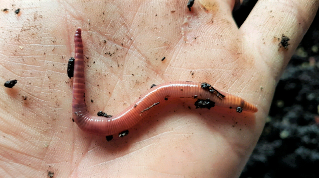 Red wiggler compost worms, european nighcrawlers, cocoons, cast in Plants, Fertilizer & Soil in Delta/Surrey/Langley - Image 3