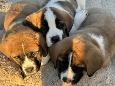 Saint Bernard Puppies, View more