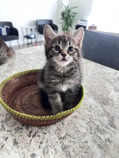 We are excited to introduce our beautiful Bengal–Siberian kittens, now ready to join their forever f...