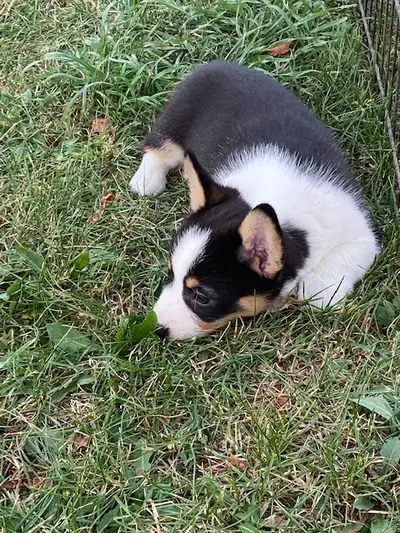 Beautiful Corgis, View more