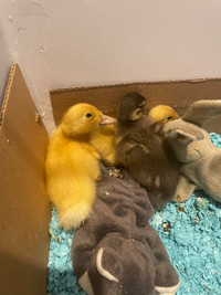 Ducklings looking for home! 