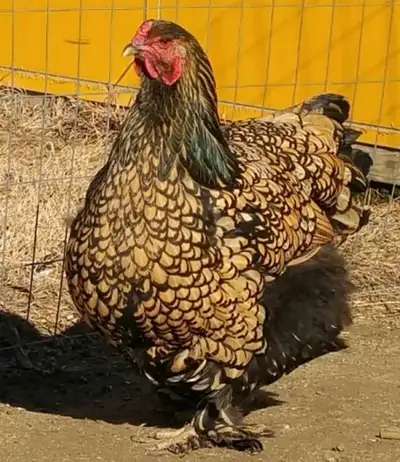 Looking for Gold Laced Brahma Chicken