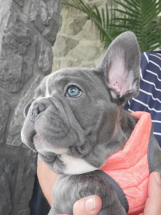 Bulldog francais french bouledogue in Dogs & Puppies for Rehoming in Lanaudière - Image 6