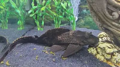 Large pleco, View more