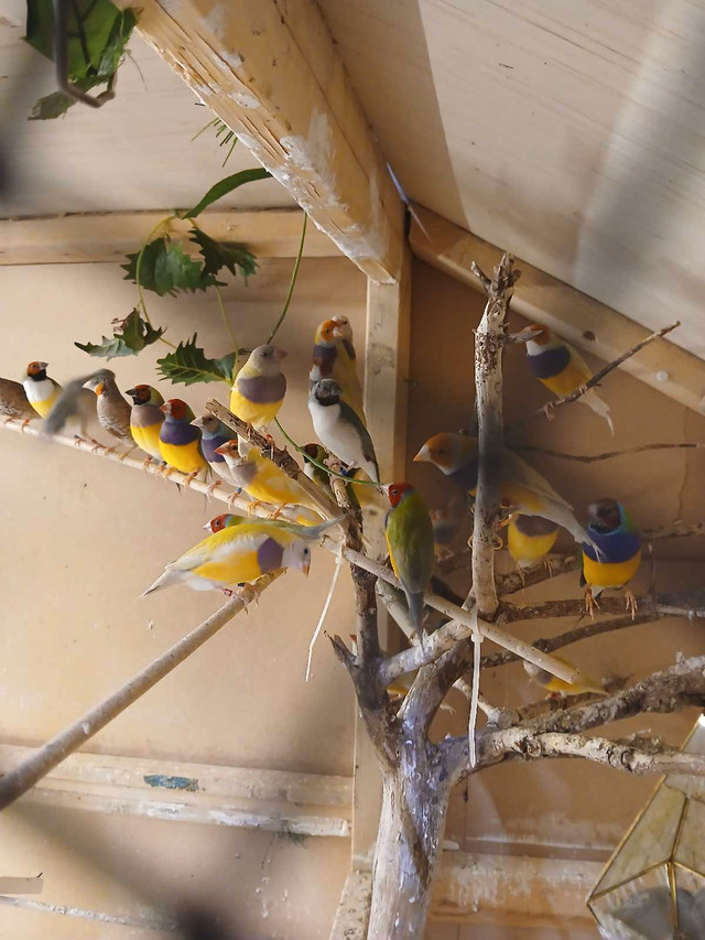 Gould Oiseau  dans Oiseaux à adopter  à Laval/Rive Nord