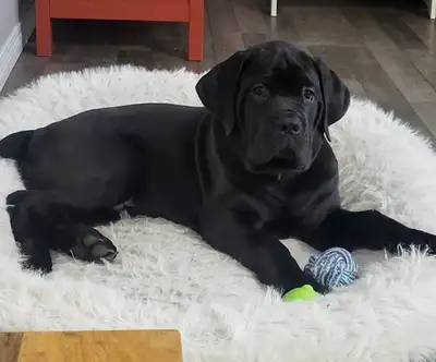 Cane corso Male , View more