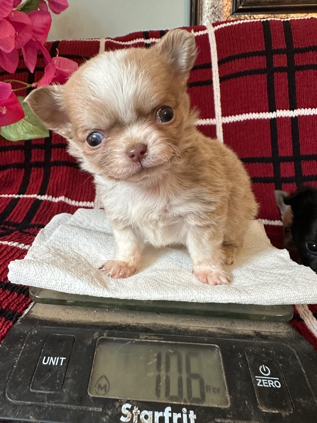  CKC Chihuahua puppies! in Dogs & Puppies for Rehoming in Quesnel
