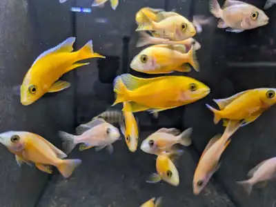 Eureka Peacock Cichlid, View more