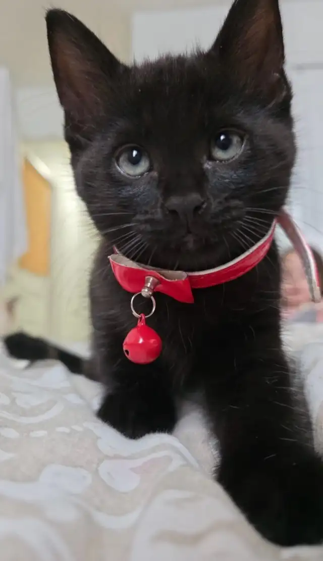 Siberian Long Hair Kitten