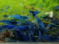 Crevettes Blue Dream
