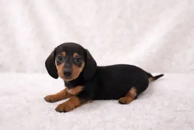 Chiots teckels miniatures, View more