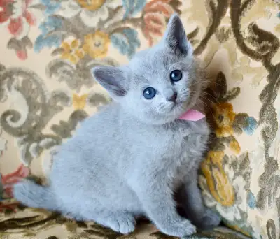 Registered Russian Blue kittens, View more