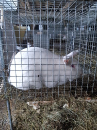 Purebred new Zealand rabbits all sizes all the time