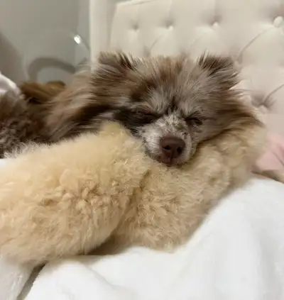 Looking to breed my chocolate Merle Pomeranian. Please reach out if you have a male Pomeranian that...