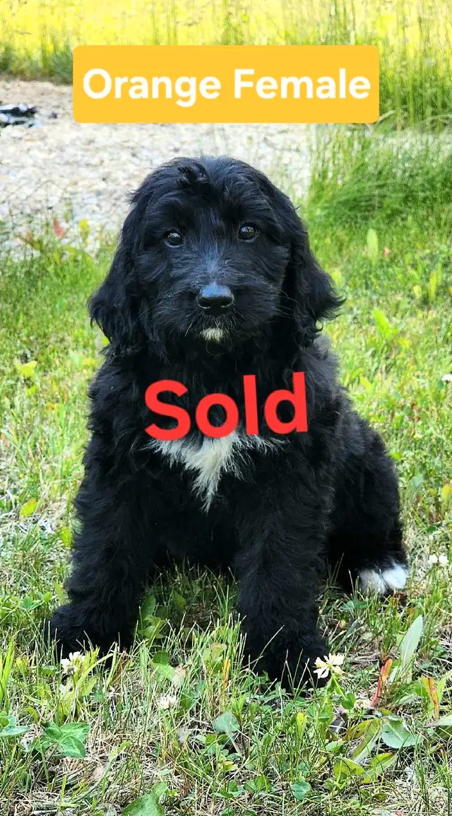 Bernedoodle Puppies in Dogs & Puppies for Rehoming in Thunder Bay - Image 4