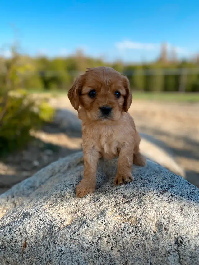 Male Cavapoo is the breed in Dogs & Puppies for Rehoming in Oakville / Halton Region - Image 6