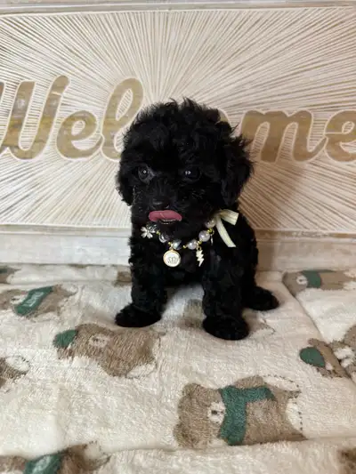 beautiful tiny toy poodle Fully grown 4-6 pounds, View more