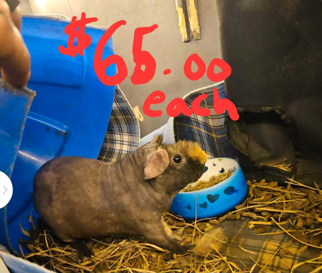 Pure Skinny Pigs For Sale Cheap Price in Animal & Pet Services in Dartmouth
