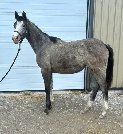 2025 Grey Warmblood filly , View more