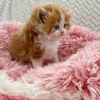 Ready for reservations!!! High quality kittens Gorgeous Scottish fold baby kittens Pure bred Kitten...