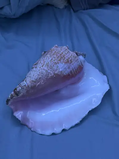 Giant Natural Pink Queen Conch Shell from Cuba, View more