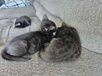 8 Weeks Old Bengal × Savannah Kittens This litter is truly unique. The kittens were born a dark grey...