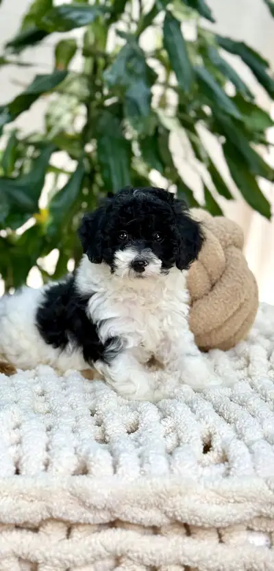 Toy Poodle Puppies Ready for Loving Homes, View more