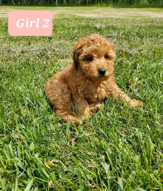 Toy poodle puppies in Dogs & Puppies for Rehoming in Winnipeg - Image 4